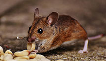 24 Hour & Emergency Exterminators in James Valley, SD